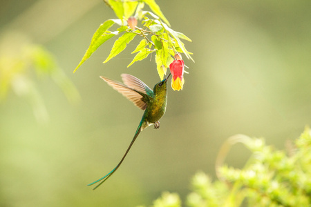 Violet-tailed Sylph howering next to yellow and orange flower, Colombia hummingbird with outstretched wings,hummingbird sucking nectar from blossom,animal in its environment, bird in flight,gardenの写真素材