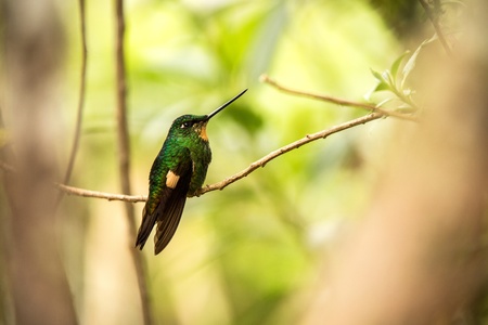 Buff-winged starfrontlet sitting on branch, hummingbird from mountains, Colombia, Nevado del Ruiz,bird perching,tiny beautiful bird resting in garden,clear white background,exotic birding adventureの写真素材