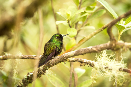 Tourmaline sunagel sitting on branch, hummingbird from mountains, Colombia, Nevado del Ruiz,bird perching,tiny beautiful bird resting on tree in garden,clear background,nature scene from wildlifeの写真素材