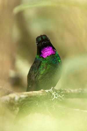Tourmaline sunagel sitting on branch, hummingbird from mountains, Colombia, Nevado del Ruiz,bird perching,tiny beautiful bird resting on tree in garden,clear background,nature scene from wildlifeの写真素材