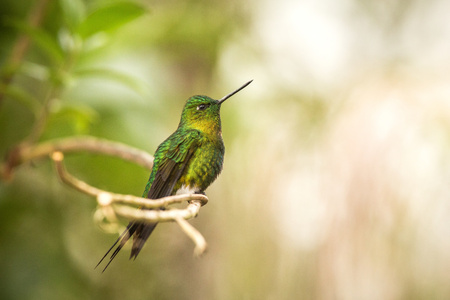 Golden-breasted Puffleg sitting on branch, hummingbird from mountains, Colombia, Nevado del Ruiz,bird perching,tiny beautiful bird resting on tree in garden,clear background,exotic birding adventureの写真素材