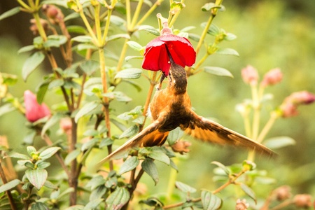 Shining sunbeam howering next to red flower, Colombia hummingbird with outstretched wings,hummingbird sucking nectar from blossom,high altitude animal in its environment,exotic adventureの写真素材