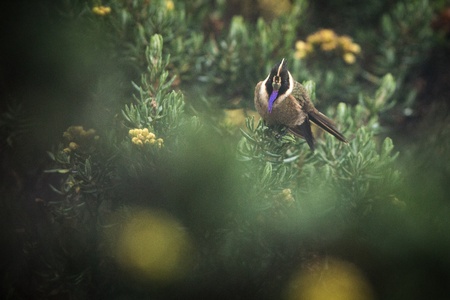 Green-bearded helmetcrest resting on tree with yellow flowers, Colombia, hummingbird sucking nectar from blossom,high altitude animal in its environment,exotic adventure,scene from wildlifeの写真素材
