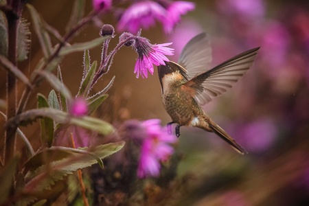 Green-bearded helmetcrest howering next to pink flower, Colombia hummingbird with outstretched wings,hummingbird sucking nectar from blossom,high altitude animal in its environment,exotic adventure