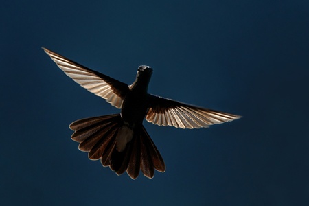 White-vented plumeleteer hovering in  air,tropical rainforest, Colombia,beautiful hummingbird with outstretched wings in back light,exotic birding adventure, bird isolated silhouette,clear backgroundの写真素材