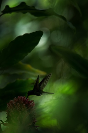 White-vented plumeleteer hovering next to red flower,tropical rainforest, Colombia, bird sucking nectar from blossom in garden,beautiful hummingbird with outstretched wings,exotic birding adventureの写真素材