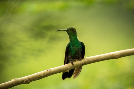 white-vented plumeleteer sitting on branch, hummingbird from tropical rain forest,Ecuador,bird perching,tiny beautiful bird resting on tree in garden,clear background,nature scene from wildlifeの写真素材