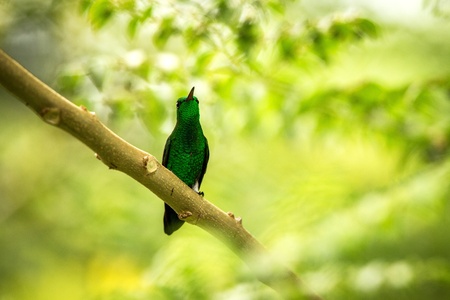 white-vented plumeleteer sitting on branch, hummingbird from tropical rain forest,Ecuador,bird perching,tiny beautiful bird resting on tree in garden,clear background,nature scene from wildlifeの写真素材