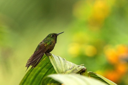 Glowing Puffleg sitting on leaf, hummingbird from tropical rain forest,Ecuador,bird perching,tiny beautiful bird resting on tree in garden,clear background,nature scene from wildlifeの写真素材
