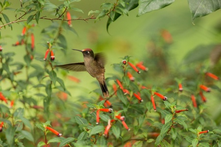 Endemic hummingbird hovering next to red flower in rain,tropical forest, Colombia, bird sucking...