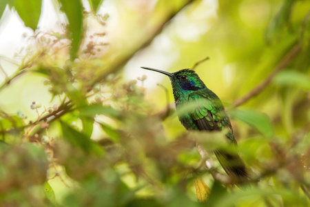 Green violet-ear sitting on flower, hummingbird from tropical forest,Peru,bird perching,tiny bird resting in rainforest,clear colorful background,nature,wildlife, exotic adventure tripの写真素材