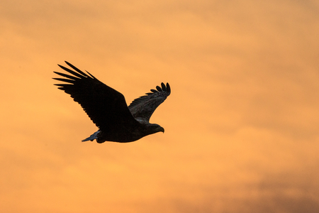 White-tailed eagle in flight, eagle flying against colorful sky with clouds in Hokkaido, Japan, silhouette of eagle at sunrise, majestic sea eagle, wildlife scene, wallpaper, bird isolated silhouetteの写真素材