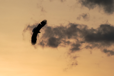 White-tailed eagle in flight, eagle flying against colorful sky with clouds in Hokkaido, Japan, silhouette of eagle at sunrise, majestic sea eagle, wildlife scene, wallpaper, bird isolated silhouetteの写真素材