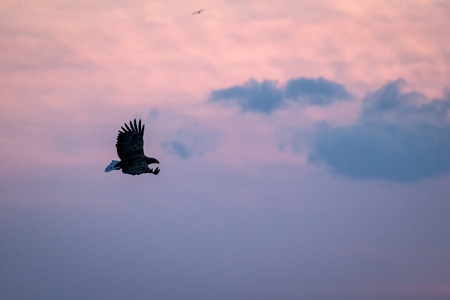 White-tailed eagle in flight, eagle flying against pink sky in Hokkaido, Japan, silhouette of eagle at sunrise, majestic sea eagle, wildlife scene, wallpaperの写真素材