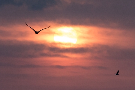 White-tailed eagle in flight, eagle flying against colorful sky with clouds in Hokkaido, Japan,...