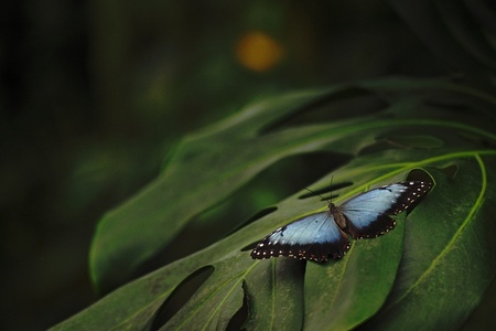 Beautiful butterfly Blue morpho sitting on flower against green background in a summer garden,beautiful insect in the nature habitat, wildlife from Amazon in Brazil, South Americaの写真素材