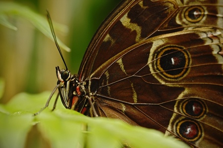 Beautiful butterfly sitting on flower against green background in a summer garden,beautiful insect...