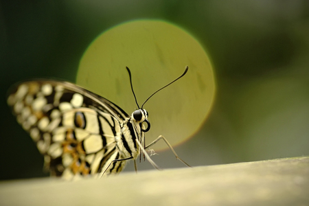 Beautiful butterfly sitting on flower against green background in a summer garden,beautiful insect in the nature habitat, wildlife from Amazon in Brazil, South Americaの写真素材