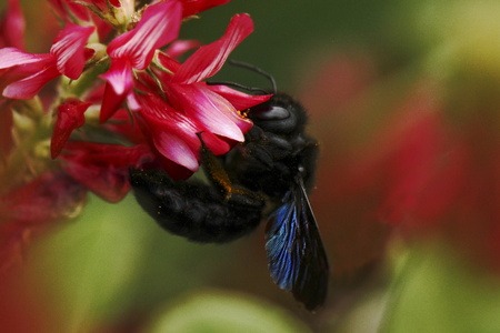 Beautiful bumble-bee howering next to red flower grow in meadow with natural background, wallpaper natural closeup macro, postcard beauty and agriculture idea concept floral design, Tuscany, Italyの写真素材