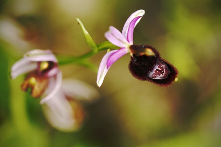 Beautiful Bee Orchid, Ophrys apifera, grow in forest with natural background, wallpaper natural closeup macro, postcard beauty and agriculture idea concept floral design,Italyの写真素材