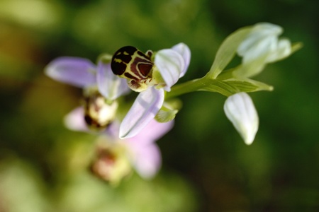 Beautiful Bee Orchid, Ophrys apifera, grow in forest with natural background, wallpaper natural closeup macro, postcard beauty and agriculture idea concept floral design,Italyの写真素材