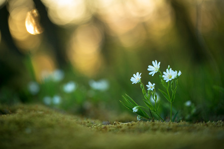 Beautiful white flowers grow in forest with natural background, wallpaper natural closeup macro, postcard beauty and agriculture idea concept floral design,Germanyの写真素材