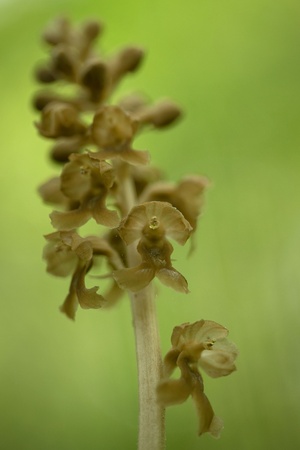 Neottia nidus-avis, Bird's-nest Orchidorchid grow in forest with natural background, wallpaper natural closeup macro, postcard beauty and agriculture idea concept floral design, Czech Republicの写真素材