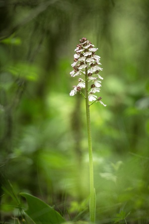Beautiful (Orchis purpurea) Lady Orchidd grow in forest with natural background, wallpaper natural closeup macro, postcard beauty and agriculture idea concept floral design,Czech Republicの写真素材