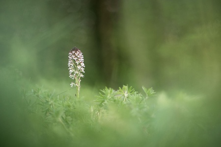 Beautiful orchid Orchis ustulata grow in forest with natural background, wallpaper natural closeup macro, postcard beauty and agriculture idea concept floral design, beautiful flower bloom, Germanyの写真素材
