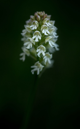 Beautiful Burnt Orchid,Orchis ustulata, grow in tropical garden with natural background, wallpaper natural closeup macro, postcard beauty and agriculture idea concept floral design, beautifulの写真素材