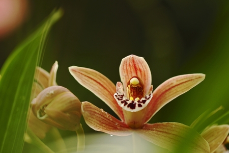 Beautiful orchid flower grow in tropical garden with natural background, wallpaper natural closeup macro, postcard beauty and agriculture idea concept floral design, beautiful flower bloomの写真素材