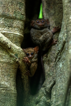 Family of spectral tarsiers, Tarsius spectrum, portrait of rare endemic nocturnal mammals, small cute primate in large ficus tree in jungle, Tangkoko National Park, Sulawesi, Indonesia, Asiaの写真素材