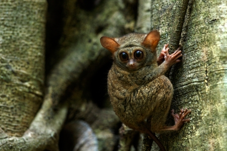 Spectral Tarsier, Tarsius spectrum, portrait of rare endemic nocturnal mammals, small cute primate in large ficus tree in jungle, Tangkoko National Park, Sulawesi, Indonesia, Asiaの写真素材