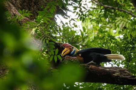 Knobbed hornbill, Aceros cassidix, fed walled female on the nest at a tree top.Tangkoko National Park, Sulawesi, Indonesia, typical animal behavior, exotic birding experience in Asiaの写真素材