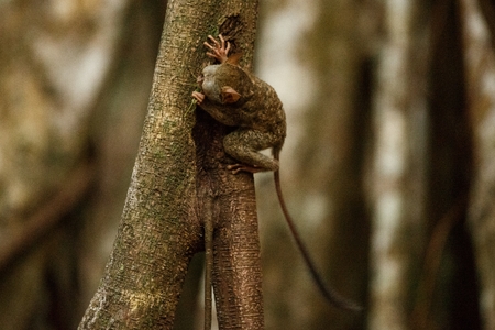 Spectral Tarsier, Tarsius, portrait of rare endemic nocturnal mammal trying to catch and eat grasshopper, cute primate in large ficus tree in jungle, Tangkoko National Park, Sulawesi, Indonesiaの写真素材