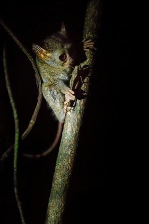 Spectral Tarsier, Tarsius, portrait of rare endemic nocturnal mammal trying to catch and eat grasshopper, cute primate in large ficus tree in jungle, Tangkoko National Park, Sulawesi, Indonesiaの写真素材