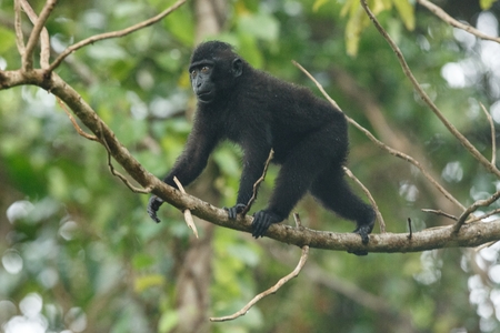 Celebes crested macaque walking on the branch of the tree. Close up portrait. Endemic black crested macaque. Natural habitat. Unique mammals in Tangkoko National Park,Sulawesi. Indonesiaの写真素材