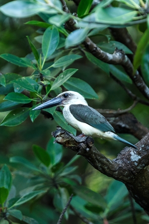 The great-billed kingfisher (Pelargopsis melanorhyncha) perches on a branch in mangrove bush, family Alcedinidae, endemic species to Indonesia, Exotic birding in Asia, Tangkoko national parkの写真素材