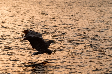 White-tailed eagle in flight hunting fish from sea,Hokkaido, Japan, Haliaeetus albicilla, majestic...