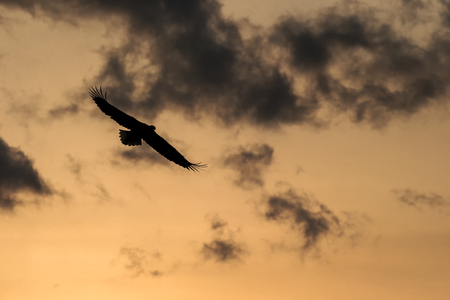 White-tailed eagle in flight, eagle flying against colorful sky with clouds in Hokkaido, Japan,...