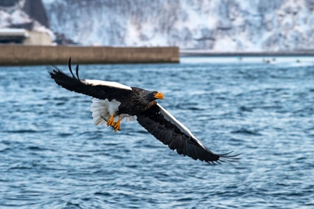 Steller's sea eagle  in flight, eagle with a fish which has been just plucked from the water in...