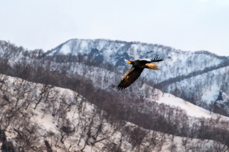 Steller's sea eagle flying in front of winter mountains scenery in Hokkaido, Bird silhouette. Beautiful nature scenery in winter. Mountain covered by snow, glacier, birding in Asia, wallpaper,Japanの写真素材