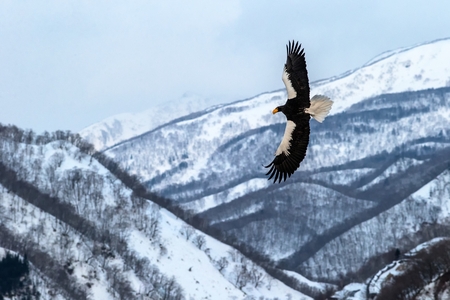 Steller's sea eagle flying in front of winter mountains scenery in Hokkaido, Bird silhouette. Beautiful nature scenery in winter. Mountain covered by snow, glacier, birding in Asia, wallpaper,Japanの写真素材