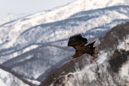 White-tailed eagle flying in front of winter mountains scenery in Hokkaido, Bird silhouette....