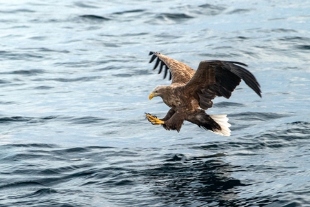 White-tailed eagle in flight, eagle trying to catch fish from the water in Hokkaido, Japan, eagle...