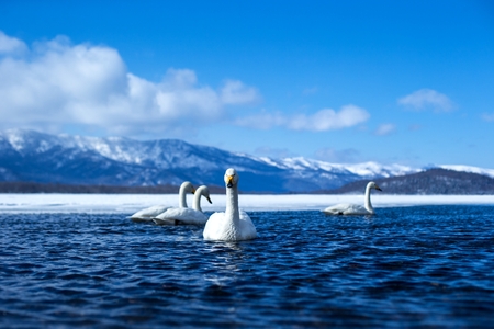 Whooper Swan or Cygnus cygnus swimming on Lake Kussharo in Winter at Akan National Park,Hokkaido,Japan, mountains covered by snow in background,birding adventure in Asia,beautiful elegant royal birdsの写真素材