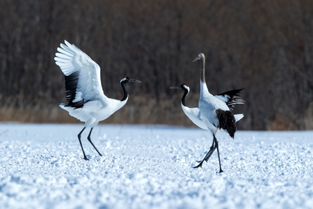 Dancing red crowned cranes (grus japonensis) with open wings on snowy meadow, mating dance ritual, winter, Hokkaido, Japan, japanese crane, beautiful white and black birds, elegant, wildlifeの写真素材