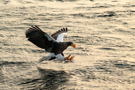 Steller's sea eagle in flight hunting fish from sea at sunrise,Hokkaido, Japan, majestic sea eagle...