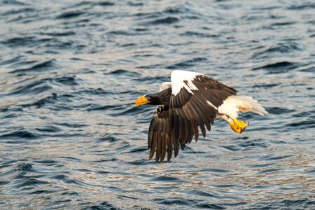 Steller´s sea eagle in flight hunting fish from sea,Hokkaido, Japan, Haliaeetus albicilla, majestic...