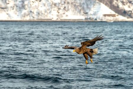 White-tailed eagle in flight hunting fish from sea,Hokkaido, Japan, Haliaeetus albicilla, majestic sea eagle with big claws aiming to catch fish from water surface, wildlife scene,birding  in Asiaの写真素材